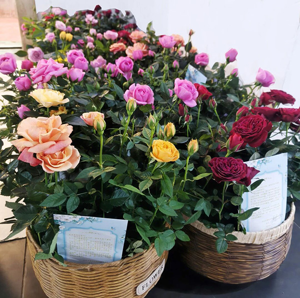 DM_20251202094108_001.jpg DM_20251202094108_001.jpg